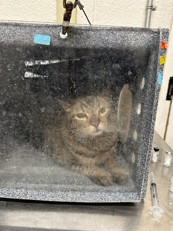 Picture of the Animal Listed